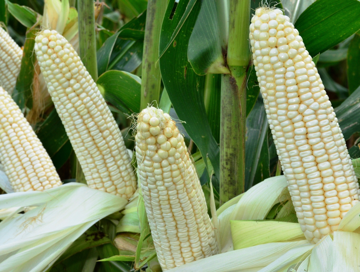 Ardo%20Agro
